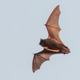 Illustration for article titled Disgusting Bigotry: The Media Is Only Blaming This Bat For Coronavirus Because He’s A Gamer